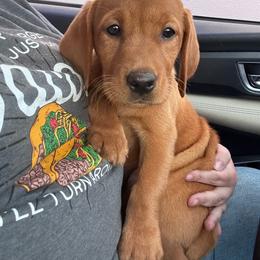 Bailey - Yellow female Labrador Retriever puppy in Seneca, Pennsylvania from Barrett Farm Labradors
