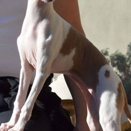 Italian Greyhounds from Micci Italian Greyhounds