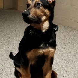German Shepherds from Destiny's German Shepherds