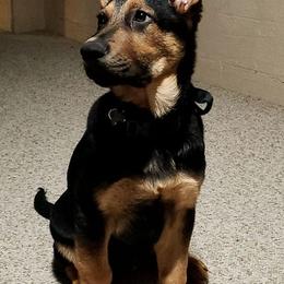 German Shepherds from Destiny's German Shepherds