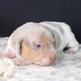 CKC Bramley - Dapple male Dachshund puppy in Christiansburg, Virginia from Little Legs Luxury Dachshunds LLC