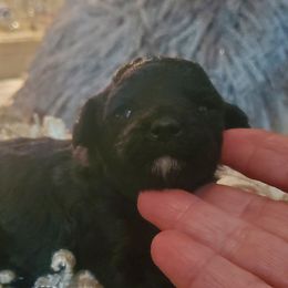 Gracie - Black female Poodle puppy in Arkansas from Harper's Pups