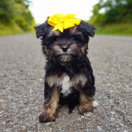 Companion Cross, Havanese, Mal-Shi, Maltese, Maltipoo, Morkie, and Shih Tzu Puppies from Seeking Shalom Acres Maltese, Maltipoos & Havamalts