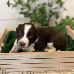 Denali - White and red male Bordoodle puppy in Valley Center, California from Circle R Valley Bordoodls