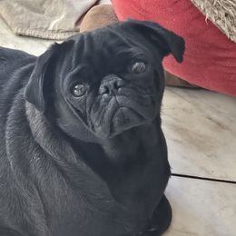 Rosie - Pug