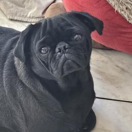 Rosie - Pug