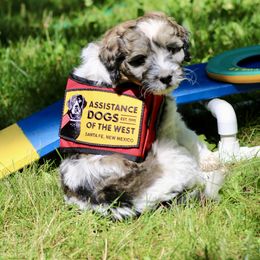 Bernedoodle, Bordoodle, and Poodle Puppies from Pacific Northwest Doodles
