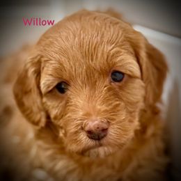 Willow - Apricot female Aussiedoodle puppy in Chino Valley, Arizona from BlueZion Aussies