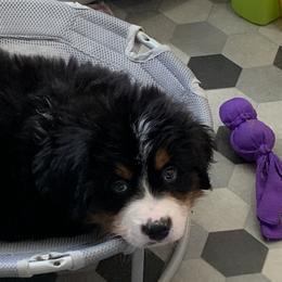 Bernese Mountain Dog and Scottish Terrier Puppies from Defiant