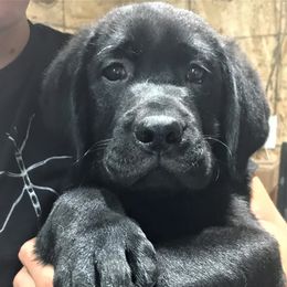 Labrador Retriever Puppies from True Labradors