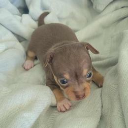 Mr Brown green eyes 2800 - Chocolate and tan male Chihuahua puppy in Las Vegas, Nevada from Quality Poms Chihuahua Yorkies of Las vegas