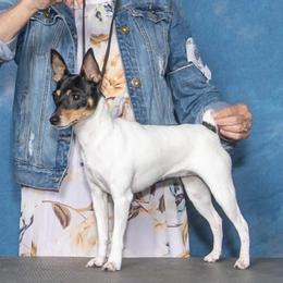 Moira - Toy Fox Terrier