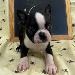 Ned - Black and white male Boston Terrier puppy in Fillmore, Illinois from Wind Hill Puppies