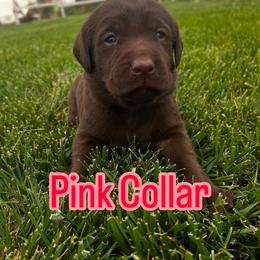 Australian Cattle Dog and Labrador Retriever Puppies from Christensen Heelers