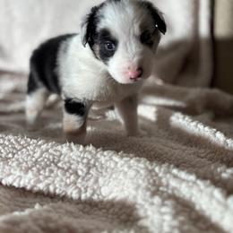 Olaf - Blue merle Australian Shepherd puppy in Chippewa Falls, Wisconsin from Chippewa Falls Aussie Paws
