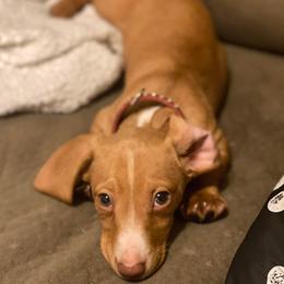 Dachshund and Miniature Schnauzer Puppies from The Bossy Doxie Farm