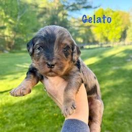 Gelato - Merle male Bernedoodle puppy in Midland, Michigan from Northern Charm Farm