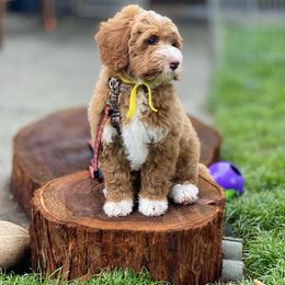 Australian Labradoodle Puppies from Cascade Canyon Labradoodles
