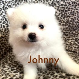 Johnny - White male Pomeranian puppy in St. Louis, Missouri from Saint Louis Pomeranian babies