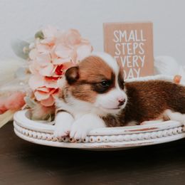 Pembroke Welsh Corgi Puppies from Red River Corgis
