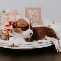 Pembroke Welsh Corgi Puppies from Red River Corgis
