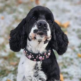 Sally - Cocker Spaniel