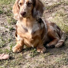 Maui - Chocolate and cream female Dachshund puppy in Call, Texas from Dachshund D’Amore
