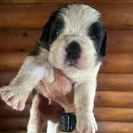 Orange Collar - Brown and white male Saint Bernard puppy in New York from Johnson Farms