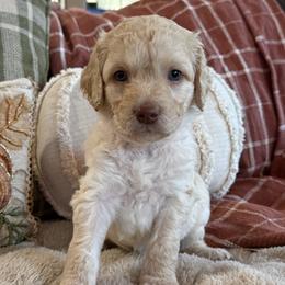 Wilson Family's Bogey - Cream male Goldendoodle puppy in Norman, Oklahoma from Wilson Family Companions
