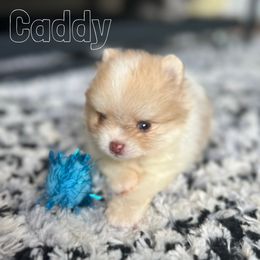 Pomeranian Puppies from Petticoat Poms