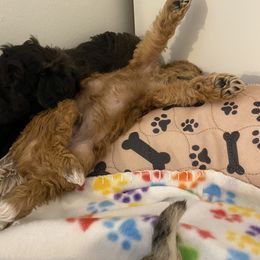 Schnoodle Puppies from Noodle Tings Puppies
