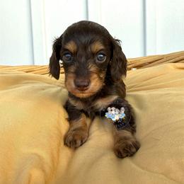 Luna - Chocolate and tan female Dachshund puppy in Cave City, Kentucky from Mammoth Cave Dachshunds