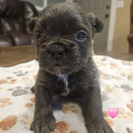 Andie - Black and white female French Bulldog puppy in Bend, Oregon from High Lakes Frenchies
