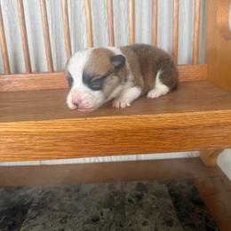 Gatsby - Fawn male Pembroke Welsh Corgi puppy in Derby, Iowa from NHC Kennels