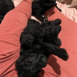 Poodle Puppies from Tyler Family Poodles
