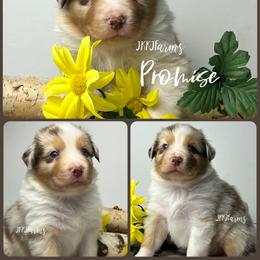 8 Promise - Red merle female Australian Shepherd puppy in Huntington, Texas from JKKJ Farms, LLC