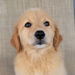 Dollie Australian Retriever - Yellow female Australian Shepherd puppy in Limestone, Tennessee from Pilot Hill Teddy Bear Puppies