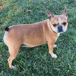 Shasta - Boston Terrier
