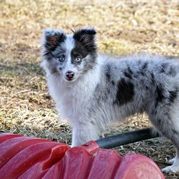 Rottweiler and Toy Shetland Sheepdog Puppies from Mountain High Kennels