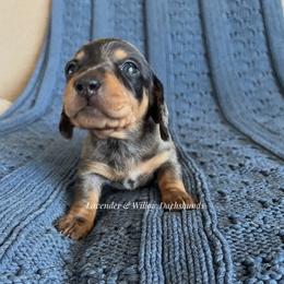 Girl 1 - Dapple female Dachshund puppy in Elizabethtown, Kentucky from Lavender and Willow Dachshunds