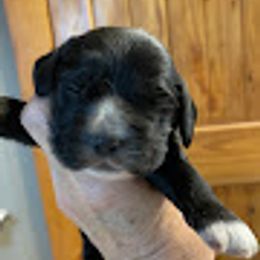 Boy 1 - Black male Cocker Spaniel puppy in Sautee Nacoochee, Georgia from Candy's Cockers