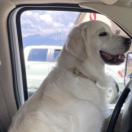 Golden Retrievers from Jumbo’s Goldens