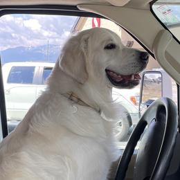 Golden Retrievers from Jumbo’s Goldens