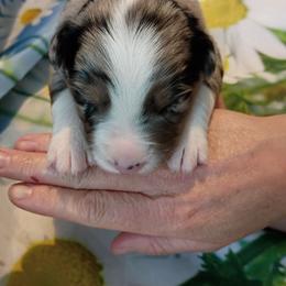 Stone (brown) - Blue merle male Australian Shepherd puppy in Okeechobee, Florida from Rothsolid Puppies