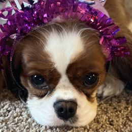 Cavalier King Charles Spaniels and Golden Retrievers from Montana Puppies