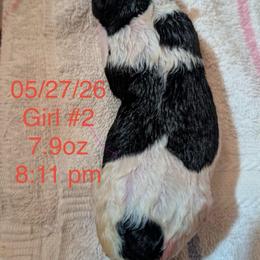 Puppy 2 Female - White black and tan female Wire Fox Terrier puppy in Kannapolis, North Carolina from What the Fox - Wire Fox Terriers