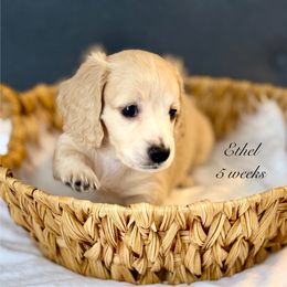Ethel - Cream female Dachshund puppy in Ormond Beach, Florida from Meadow Ridge Dachshunds