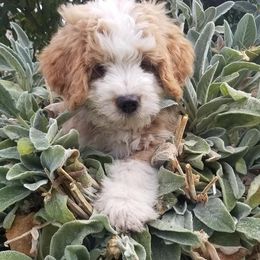 Bernedoodle and Goldendoodle Puppies from Highland Goldendoodles