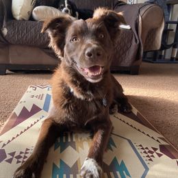 Koda - Australian Shepherd