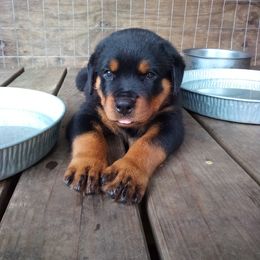 Rottweiler Puppies from Vom Jobaer Rottweilers